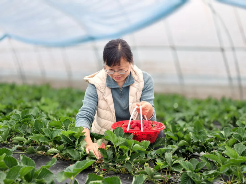 【致敬，乡间巾帼主理人】唐玲：“莓”好人生转型